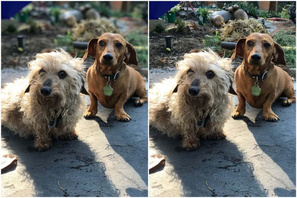 iphone-7-plus-portrait-mode-ios-10-beta-5