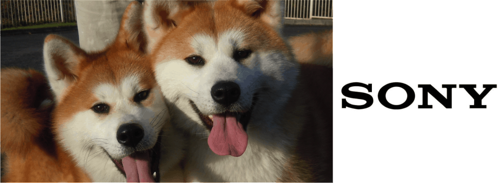 Sony Dog