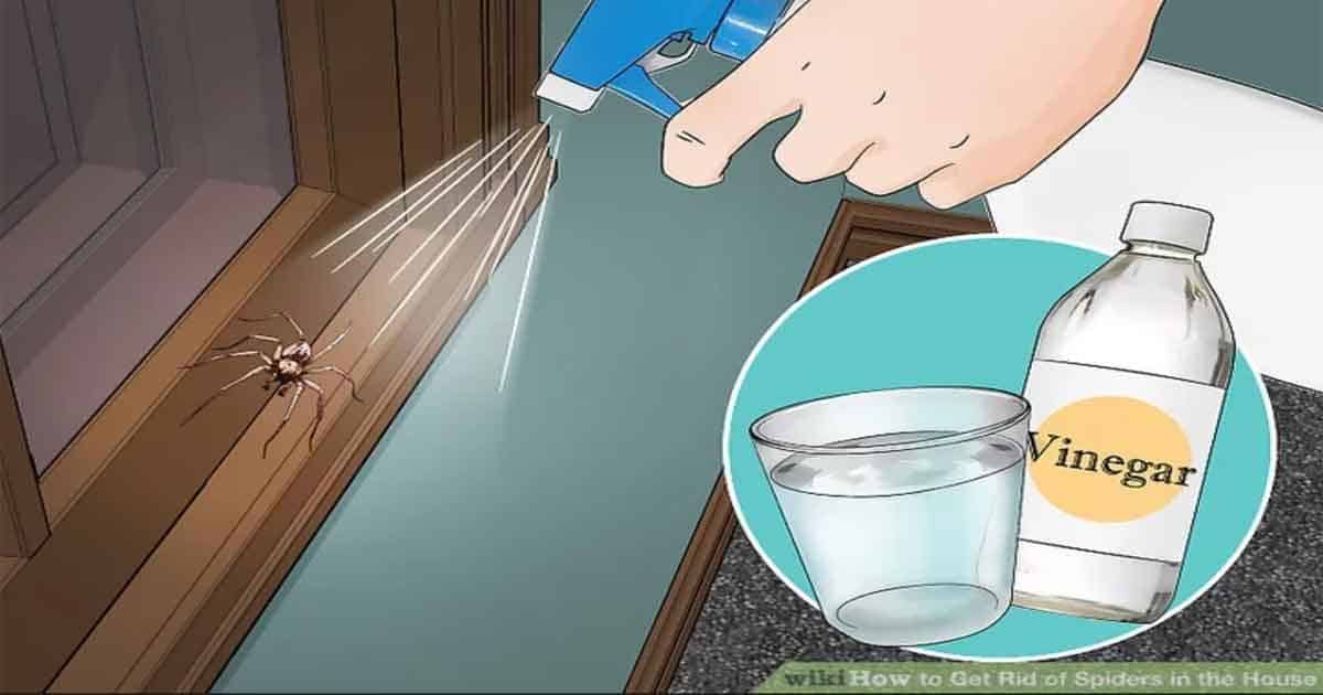 Top Easy Tricks To Keep Spiders Out Of The House!!