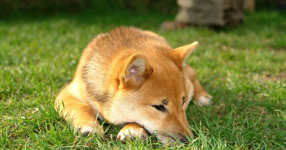 The touching story of Hachiko the world's most loyal dog!